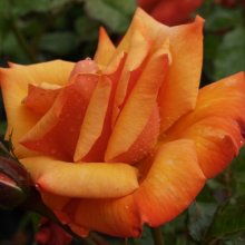 Remember Me-Rose Picture of Remember Me-Rose (4670)