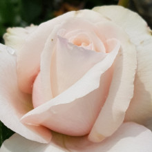 Remember-Rose Picture of Remember-Rose (9407)