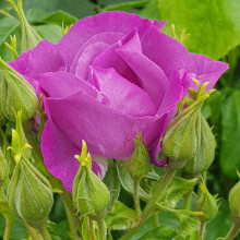 Rhapsody In Blue Std 80cm-Rose Picture of Rhapsody In Blue Std 80cm-Rose (4677)