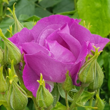 Rhapsody in Blue-Rose Picture of Rhapsody in Blue-Rose (4676)