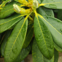 Picture of Rhododendron Aisla Stewart (31012)