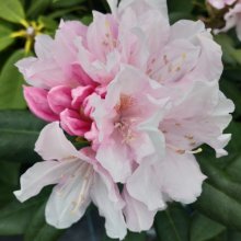 Picture of Rhododendron Alex Holmes (30154)