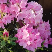 Picture of Rhododendron Alice (10355)
