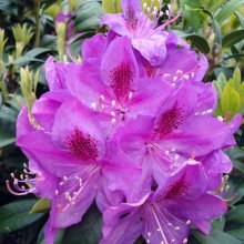 Picture of Rhododendron Anah Kruschke (4693)