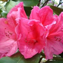 Picture of Rhododendron Anna Rose Whitney (4694)