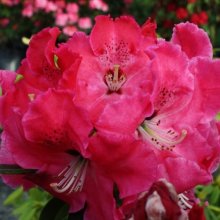 Picture of Rhododendron Arnold Piper (29489)