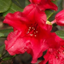 Picture of Rhododendron Baden Baden Dwf (4680)