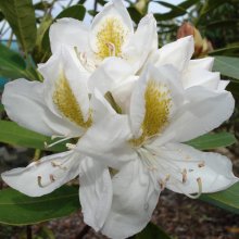 Picture of Rhododendron Belle Heller (4695)