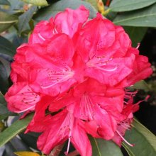 Picture of Rhododendron Bibiani (4696)