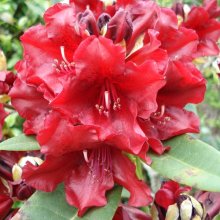 Picture of Rhododendron Black Magic (4697)