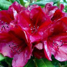 Rhododendron Black Sport Picture of Rhododendron Black Sport (4732)