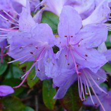 Rhododendron Blue Diamond Picture of Rhododendron Blue Diamond (10358)