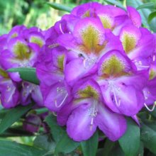 Rhododendron Bluebell Picture of Rhododendron Bluebell (30531)