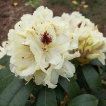Rhododendron Blunique Picture of Rhododendron Blunique (30211)