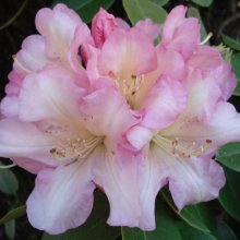 Rhododendron Bruce Bretchbill Picture of Rhododendron Bruce Bretchbill (4699)