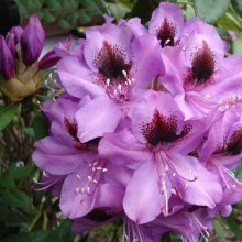 Rhododendron Bumble Bee Picture of Rhododendron Bumble Bee (4700)