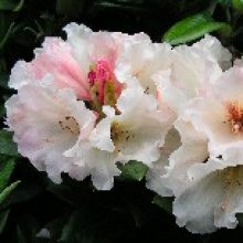 Rhododendron Catherine Trott Picture of Rhododendron Catherine Trott (30212)
