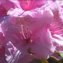 Rhododendron Centennial Day Picture of Rhododendron Centennial Day (10373)