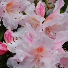 Rhododendron Charisma Picture of Rhododendron Charisma (10374)