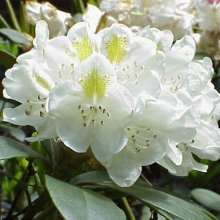 Rhododendron Chionoides Picture of Rhododendron Chionoides (10375)
