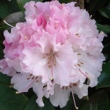 Rhododendron Christmas Cheer Picture of Rhododendron Christmas Cheer (4702)