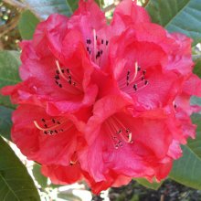 Rhododendron Cornubia Picture of Rhododendron Cornubia (4705)