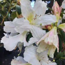 Rhododendron Cos Picture of Rhododendron Cos (30429)