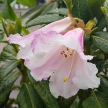 Rhododendron Countess Of Haddington Picture of Rhododendron Countess Of Haddington (4706)