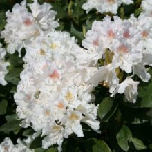 Rhododendron Cunninghams White Picture of Rhododendron Cunninghams White (10376)