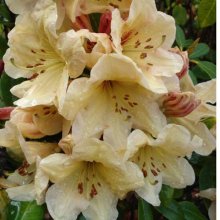 Rhododendron Double Eagle Picture of Rhododendron Double Eagle (4683)
