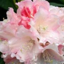 Rhododendron Dreamland Picture of Rhododendron Dreamland (30215)