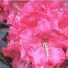Rhododendron El Camino Picture of Rhododendron El Camino (31022)