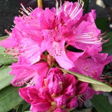 Rhododendron Elegans Picture of Rhododendron Elegans (4712)