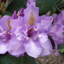 Rhododendron Fastuosum Flore Pleno Picture of Rhododendron Fastuosum Flore Pleno (4714)