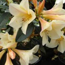 Rhododendron Felicity Fair Picture of Rhododendron Felicity Fair (4686)