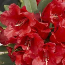 Rhododendron Fireman Jeff Picture of Rhododendron Fireman Jeff (10382)