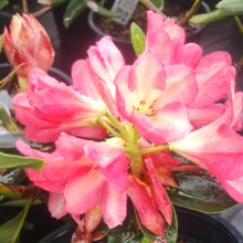 Rhododendron Flaming Star Picture of Rhododendron Flaming Star (31024)