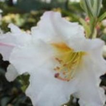 Rhododendron Floral Gift Picture of Rhododendron Floral Gift (10413)