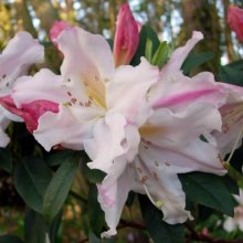 Rhododendron Fragrantissimum Picture of Rhododendron Fragrantissimum (10383)