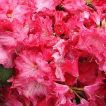 Rhododendron Freeman Stephens Picture of Rhododendron Freeman Stephens (4715)