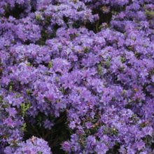 Rhododendron Glenfalloch Blue Picture of Rhododendron Glenfalloch Blue (11510)