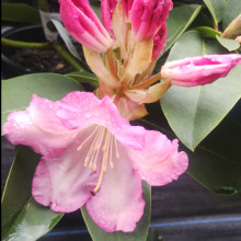 Rhododendron Gordon Valley Supreme Picture of Rhododendron Gordon Valley Supreme (31026)