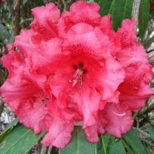 Rhododendron Grace Seabrook Picture of Rhododendron Grace Seabrook (4688)