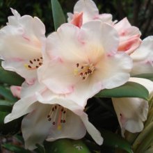 Rhododendron Grumpy Dwf Picture of Rhododendron Grumpy Dwf (4718)