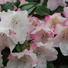 Rhododendron Harry Tagg Picture of Rhododendron Harry Tagg (10385)