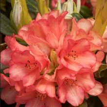 Rhododendron High Society Picture of Rhododendron High Society (10387)
