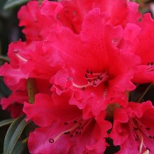 Rhododendron Huntington Picture of Rhododendron Huntington (29438)