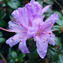 Rhododendron Impeditum Picture of Rhododendron Impeditum (4722)
