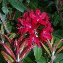 Rhododendron Impii Picture of Rhododendron Impii (10389)