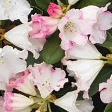 Rhododendron Irene Bain Picture of Rhododendron Irene Bain (4723)